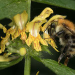 Bombus pascuorum (Ackerhummel)