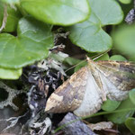 Eulithis populata (Veränderlicher Haarbüschelspanner)