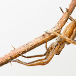 Pisaura mirabilis (Listspinne)