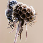 Halictus sp. (Furchenbiene)