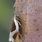 Ancylis unculana