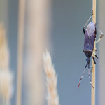 Dicranocephalus albipes (Glatte Wolfsmilchwanze)