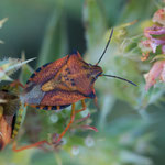 Carpocoris mediterraneus ssp. atlanticus
