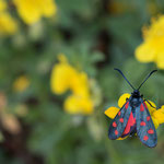 Zygaena transalpina (Hufeisenklee-Widderchen)