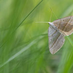 Scotopteryx luridata (Braungrauer Wellenstriemenspanner)