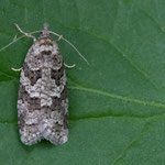 Cnephasia sp.