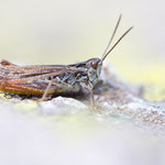 Nachtigall-Grashüpfer (Chorthippus biguttulus)