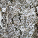 Ancylis laetana