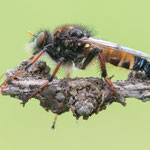 Cyrtopogon ruficornis (Große Makelfliege)