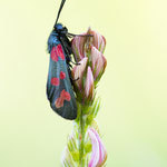 Zygaena filipendulae (Sechsfleck-Widderchen)
