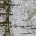 Perizoma albulata (Klappertopf-Kapselspanner)