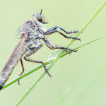 Neoepitriptus arthriticus (Seiden-Raubfliege)