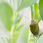 Piezodorus lituratus (Ginster-Baumwanze)