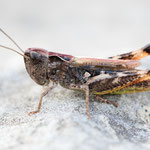 Chorthippus saulcyi daimei