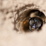 Halictus sp. (Furchenbiene)