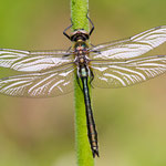 Cordulia aenea (Falkenlibelle)