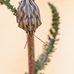 Odontotarsus purpureolineatus