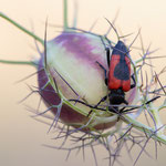 Beherzter Halsbock (Stictoleptura cordigera)