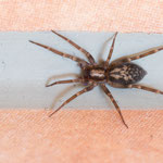 Liocranum rupicola (Bunter Felsenstreuner)