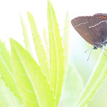 Kreuzdorn-Zipfelfalter (Satyrium spini)