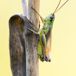 Sumpfgrashüpfer (Pseudochorthippus montanus)