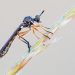 Dioctria bicincta (Zierliche Habichtsfliege)