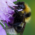 Bombus barbutellus (Bärtige Kuckuckshummel)