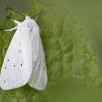 Spilosoma lubricipeda (Breitflügeliger Fleckleibbär)