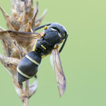 Microdynerus nugdunensis