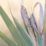 Östlicher Wiesengrashüpfer (Chorthippus dichrous)