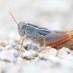 Paracaloptenus bolivari