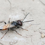 Astata sp. (Wanzenjäger)
