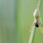 Uloborus walckenaerius (Gestreifter Federfuß)