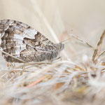 Ockerbindiger Samtfalter (Hipparchia semele)