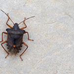 Pentatoma rufipes (Rotbeinige Baumwanze)