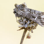 Calophasia lunula (Möndcheneule)
