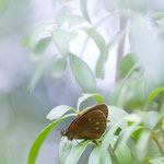 Brauner Waldvogel (Aphantopus hyperantus)
