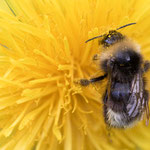Böhmische Kuckuckshummel (Bombus bohemicus)