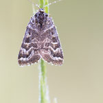 Euclidia mi (Scheck-Tageule)