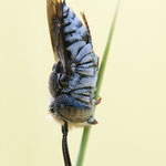 Schuppenhaarige Kegelbiene (Coelioxys afra)