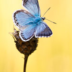 Silbergrüner Bläuling (Polyommatus coridon)