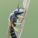 Halictus simplex (Gewöhnliche Furchenbiene)