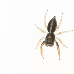 Icius subinermis (Springspinne)