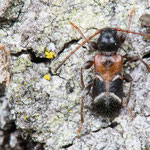 Kleiner Schönbock (Phymatodes alni)