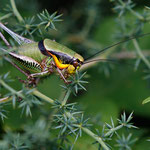 Schmidts Grüne Strauchschrecke (Eupholidoptera schmidti)