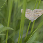 Scotopteryx mucronata (Hellgrauer Wellenstriemenspanner)