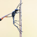 Ammophila campestris (Feld-Sandwespe)