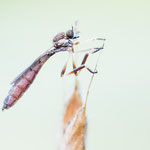 Leptogaster pubicornis (Kleine Schlankfliege)