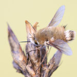 Anastoechus sp.
