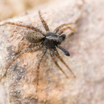 Pardosa amentata (Dunkle Wolfsspinne)